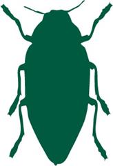 Wood-Boring Beetles in Homes: Pest Notes for Home and Landscape 