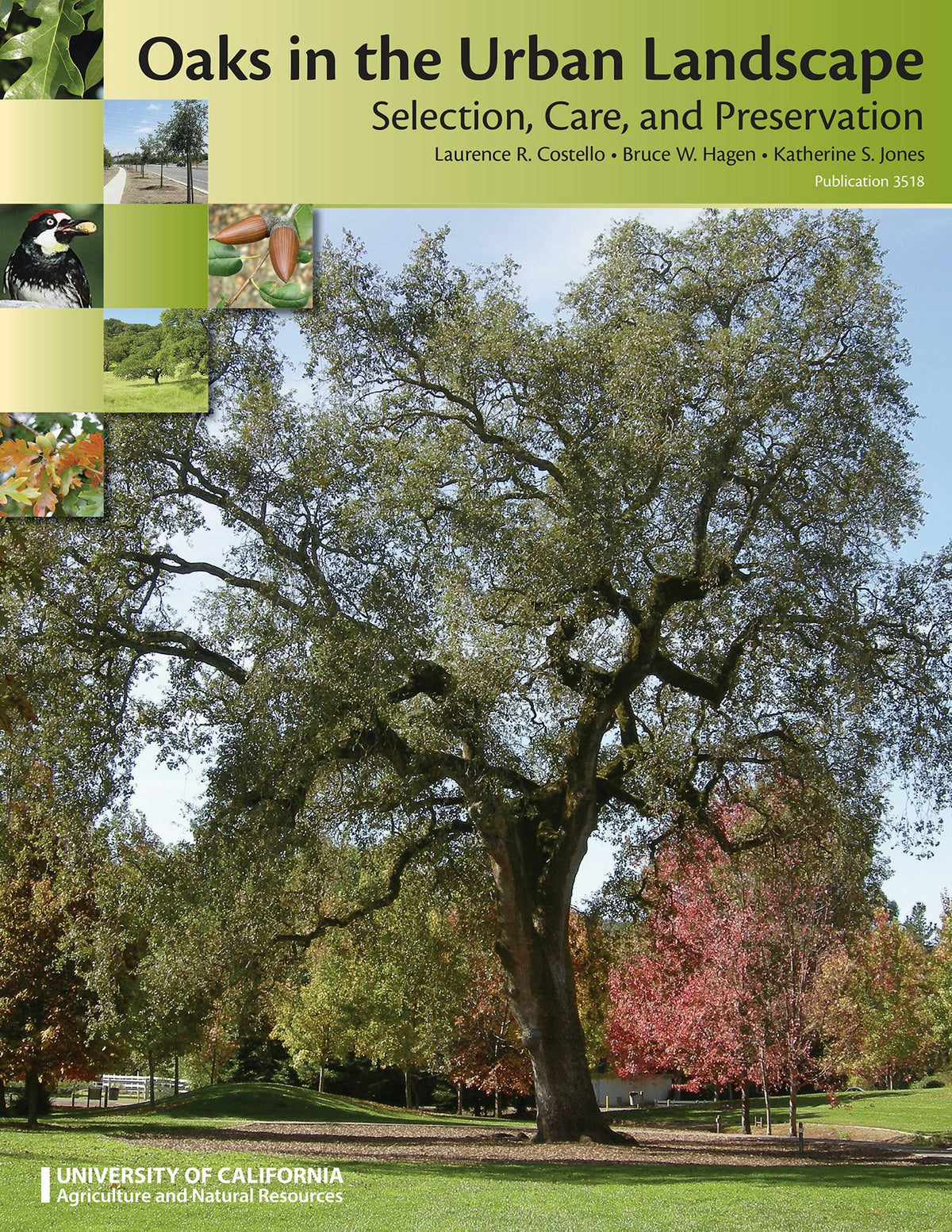 Cover image for Oaks in the Urban Landscape, isbn: 9781601076809